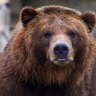 Kodiakbear